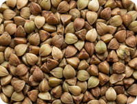 Buckwheat protein concentrate