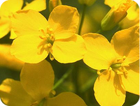 Rapeseed protein isolate